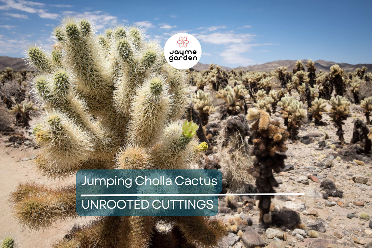 Jumping Cholla Cactus Live Cutting | Fast-Growing, Evergreen, Clumping, Cylindropuntia fulgida for Indoor & Outdoor Gardens