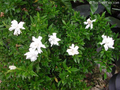 Frostproof Gardenia Live Plant 1 Gallon Pot – Fragrant Evergreen Shrub Gardenia jasminoides 'Frostproof'