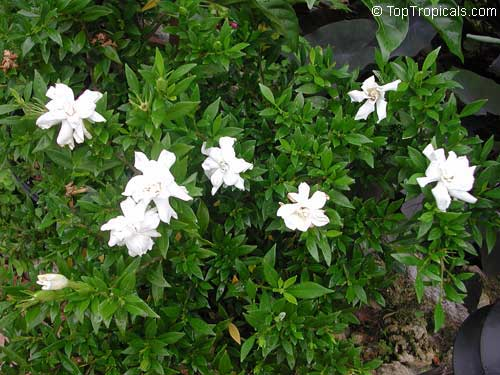 Frostproof Gardenia Live Plant 1 Gallon Pot – Fragrant Evergreen Shrub Gardenia jasminoides 'Frostproof'