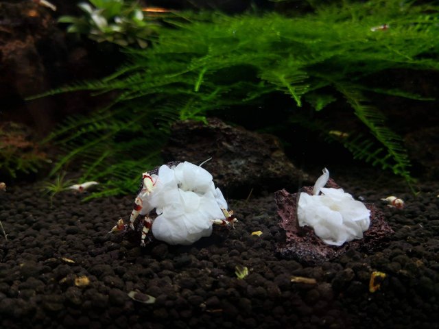 Anubias Barteri White Rose Live Aquarium Plant – Rare Bare Root, Low Light, Easy Care, Freshwater, Aquascaping, Variegated Green & White
