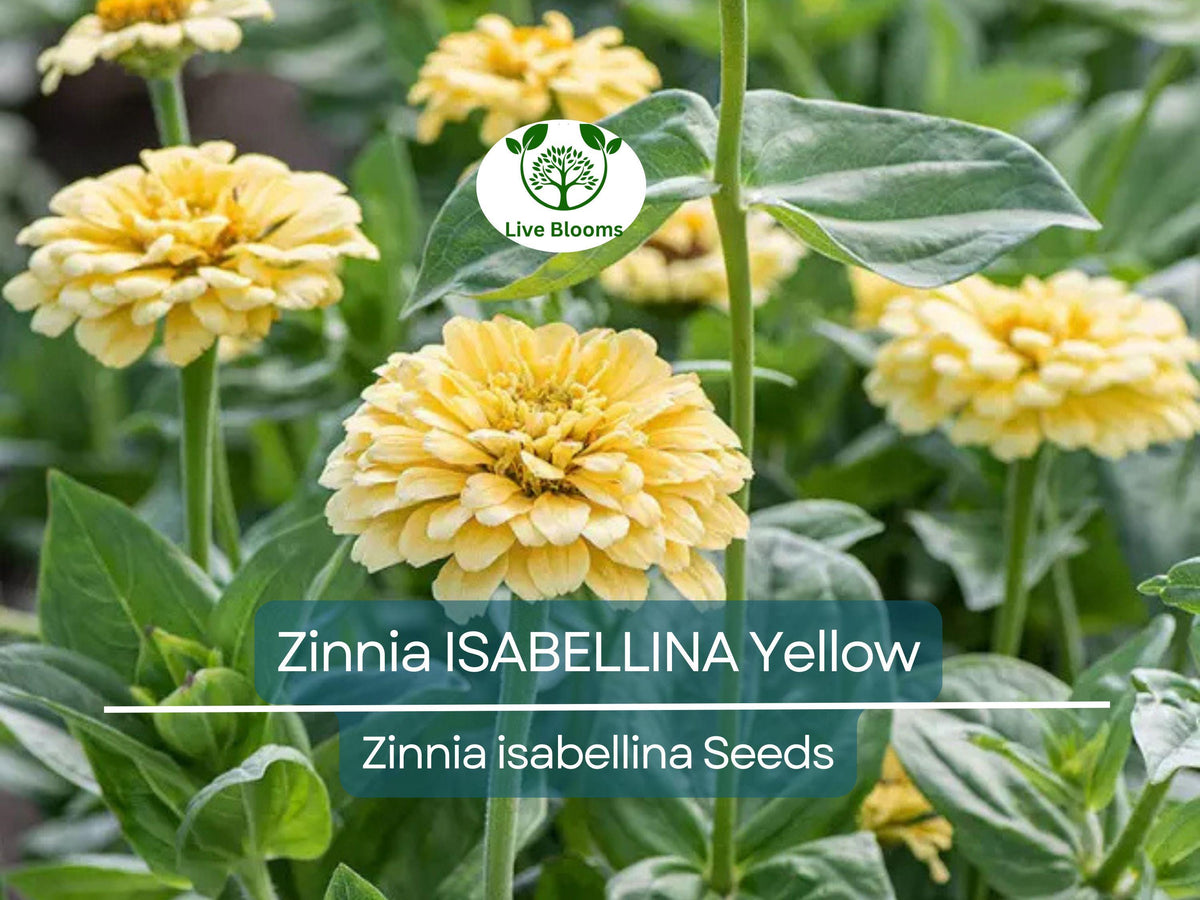 200 Seeds Zinnia Isabellina Yellow - Vibrant Large Blooms, Non-GMO, Butterfly & Hummingbird Attractant, Easy Grow Annual Flowers
