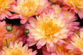 Amethyst Breeze Mum Seeds – 200 Chrysanthemum morifolium Flower Seeds for Vibrant Garden Blooms