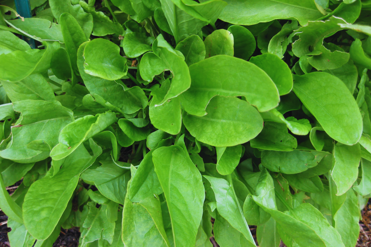 Sorrel Seeds - Large Leaf Non-GMO Garden Seeds Rumex acetosa for Fresh Greens, Salad & Cooking