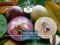 4 Star Apple Cutting 5-6" Unrooted for Grafting – Tropical Fruit Tree Propagation – Annona sp. Exotic Fruit, Caimito, Tropical Gardening