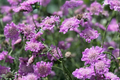 Pink Mist Scabiosa Seeds – Annual Flower, Pink Blooms, Easy to Grow, Pollinator Friendly, 75 Seeds