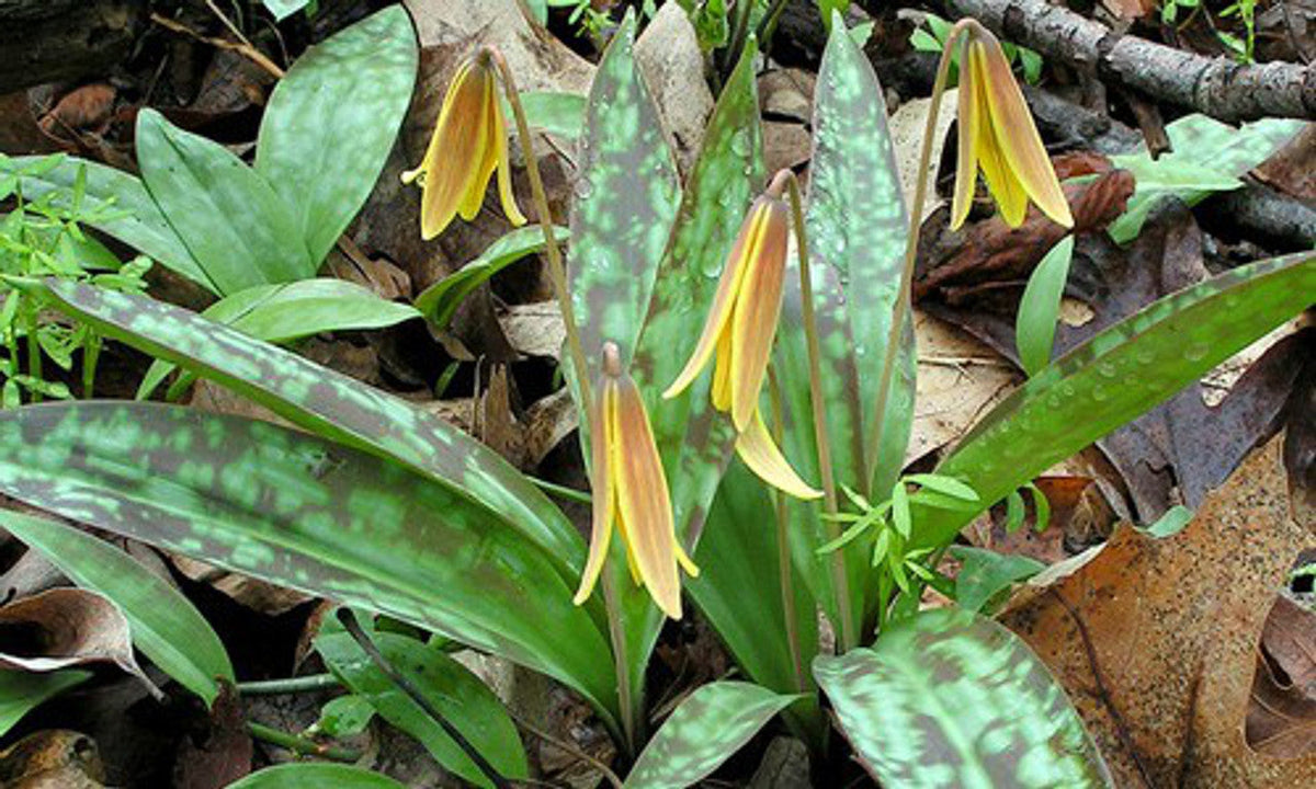 5 Trout Lily Bulbs (Erythronium americanum) | Yellow Dogtooth Violet | Woodland Shade Perennial