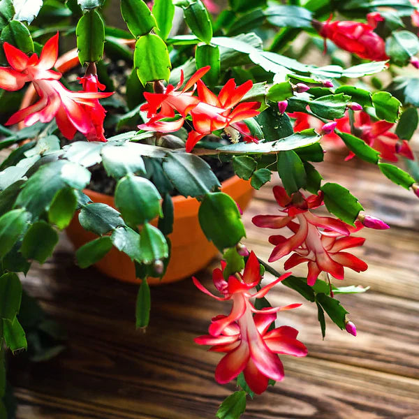 Red Christmas Cactus Live Plant 5–6 Inches Tall, Bareroot Schlumbergera, Holiday Blooming Indoor Succulent, Easy Care Houseplant