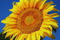 Bulk Mammoth Grey-Stripe Sunflower Seeds | Non-GMO Heirloom Helianthus annuus for Gardens & Landscaping