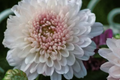 Blush Posy Mum Chrysanthemum Seeds - 200+ Annual Flower Seeds for Garden, Chrysanthemum morifolium, Pink Blooms