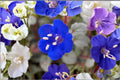 California Bluebells Seeds – Phacelia campanularia – Native Wildflower for Pollinators, Desert Gardens, and Borders