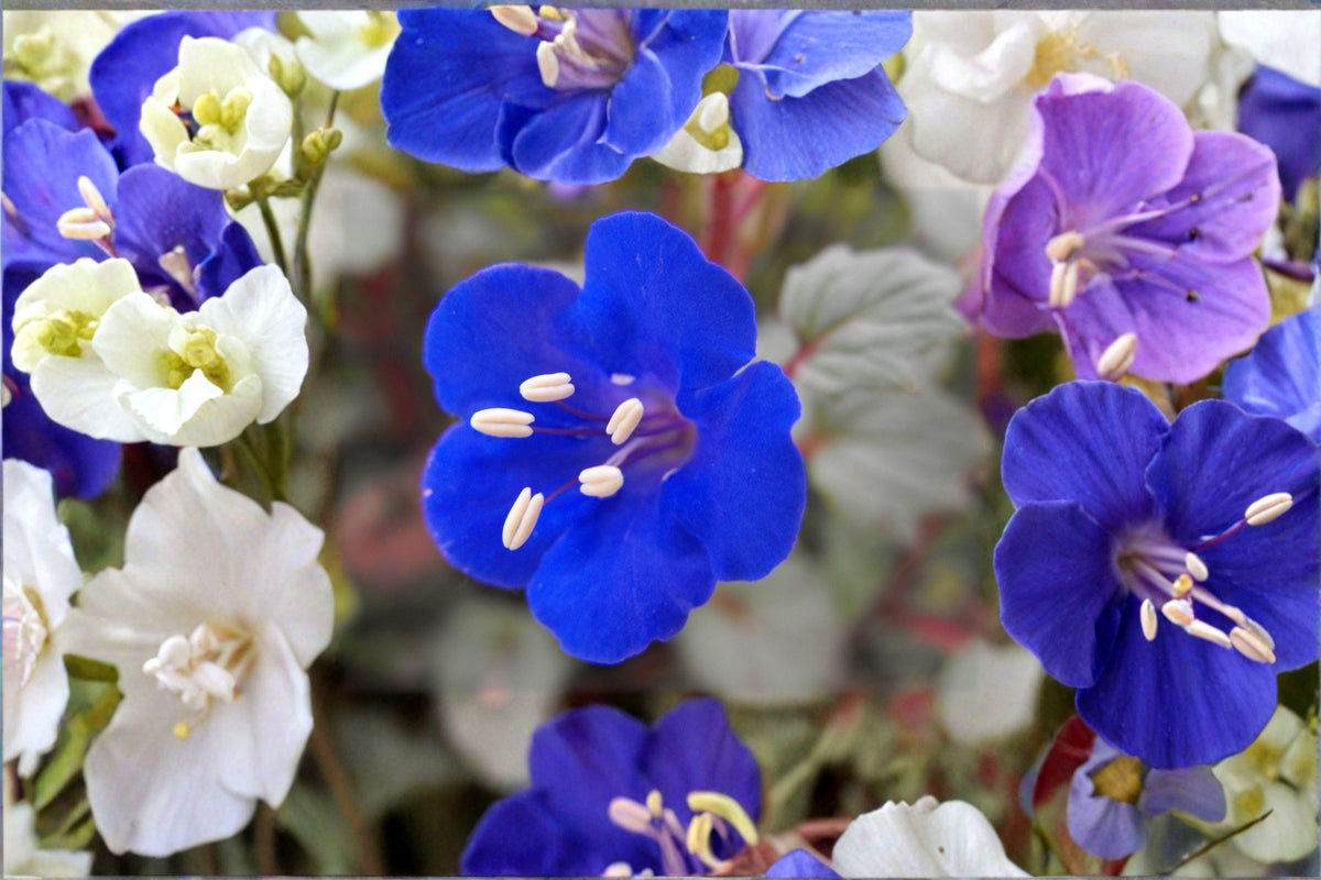 California Bluebells Seeds – Phacelia campanularia – Native Wildflower for Pollinators, Desert Gardens, and Borders