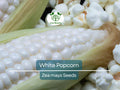 White Popcorn Seeds – Non-GMO Organic Japanese Hulless Corn (Zea mays) for Home Garden, Easy to Grow, Healthy Snack