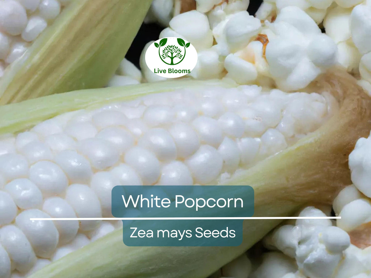 White Popcorn Seeds – Non-GMO Organic Japanese Hulless Corn (Zea mays) for Home Garden, Easy to Grow, Healthy Snack