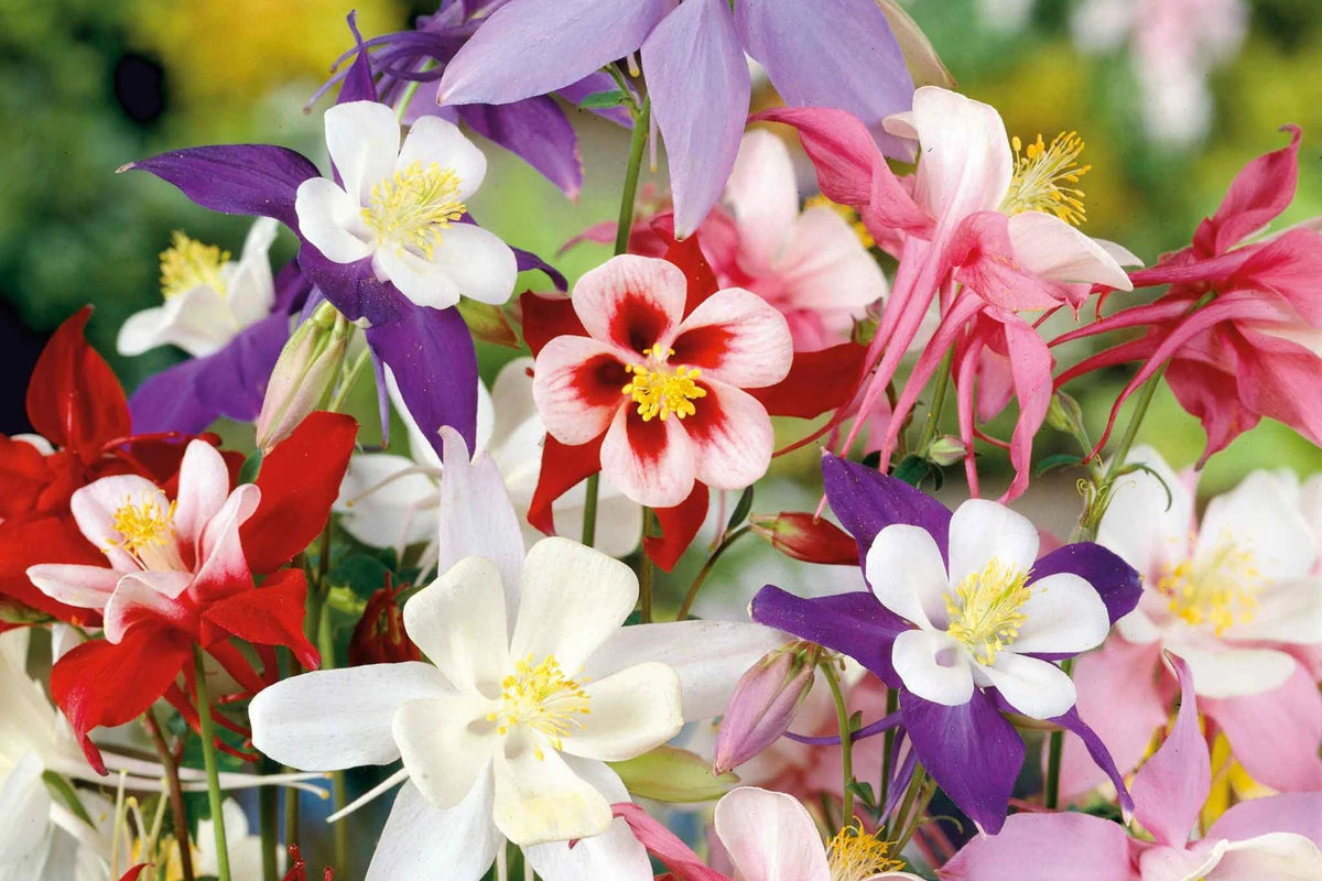 McKana Giant Mix Columbine Seeds | Perennial Flower Seeds | Red, White, Yellow, Purple | Aquilegia hybrida