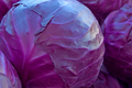 Red Cabbage Seeds - 400+ Non-GMO Brassica oleracea var. capitata F. rubra Vegetable Seeds for Home Garden & Urban Farming