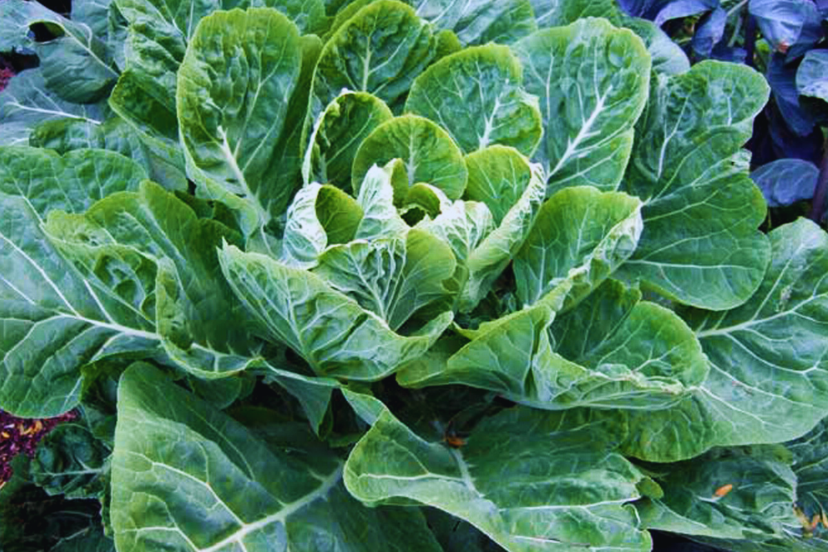 Vates Collard Green Seeds Pack of 800+ Non-GMO Heirloom Brassica oleracea Greens for Garden Planting