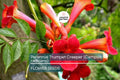 100+ Trumpet Creeper Vine Seeds | Campsis radicans | Fast-Growing Climbing Flower for Fences & Arbors