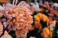 Crimson Sparks Mum Seeds - 200 Chrysanthemum morifolium Flower Seeds for Fall Garden, Bright Red and Yellow Blooms