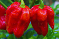 Habanero Pepper Seeds, Non-GMO, Red Hot Variety, Capsicum chinense, USA Grown, Spicy Peppers for Garden & Culinary Use