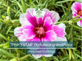 Portulaca grandiflora Pinky Star Unrooted Cuttings – 10 Bright Pink Moss Rose, Succulent for Garden & Indoor, Drought Tolerant