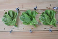 Mustard Green Spinach Seeds – Komatsuna Tendergreen Brassica rapa var. perviridis, Fast-Growing Asian Leafy Vegetable