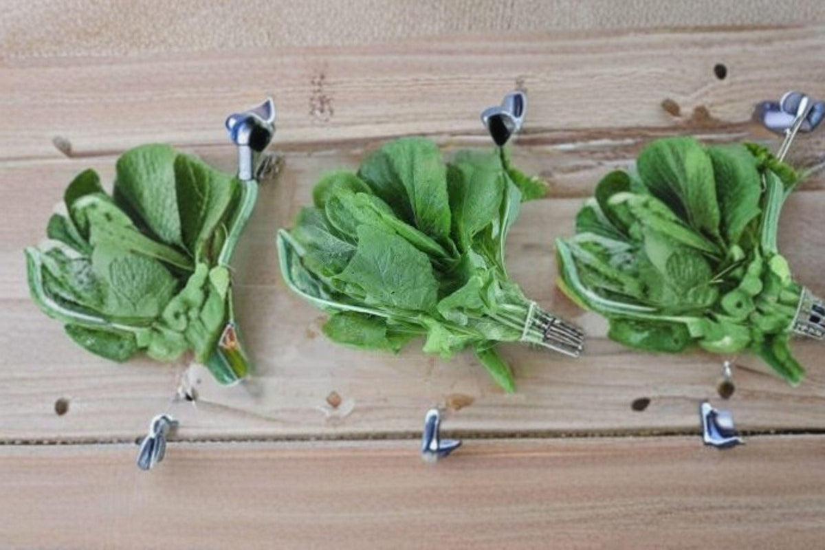 Mustard Green Spinach Seeds – Komatsuna Tendergreen Brassica rapa var. perviridis, Fast-Growing Asian Leafy Vegetable