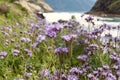 Lacy Phacelia Seeds – Native Wildflower for Bees & Soil Health – Phacelia tanacetifolia, Pollinator Magnet, Cover Crop, 100 Seeds
