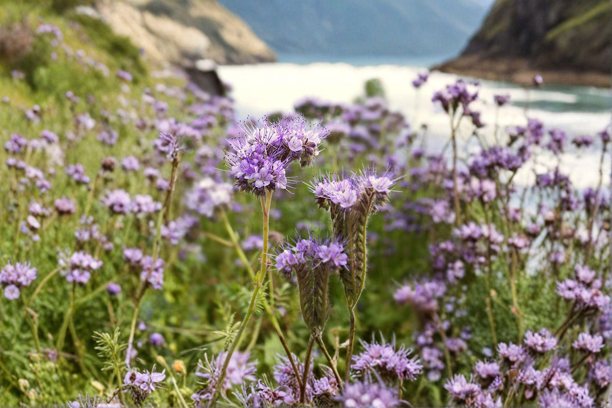 Lacy Phacelia Seeds – Native Wildflower for Bees & Soil Health – Phacelia tanacetifolia, Pollinator Magnet, Cover Crop, 100 Seeds