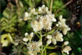 500 Seeds of Sweet Everlasting (Pseudognaphalium obtusifolium) Native Wildflower, Dried Fragrant Flowers, Pollinator Attractant