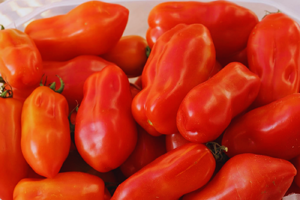 San Marzano Tomato Seeds - Heirloom Non-GMO Garden Seeds for Home Gardening - Solanum lycopersicum, Pack of 100+