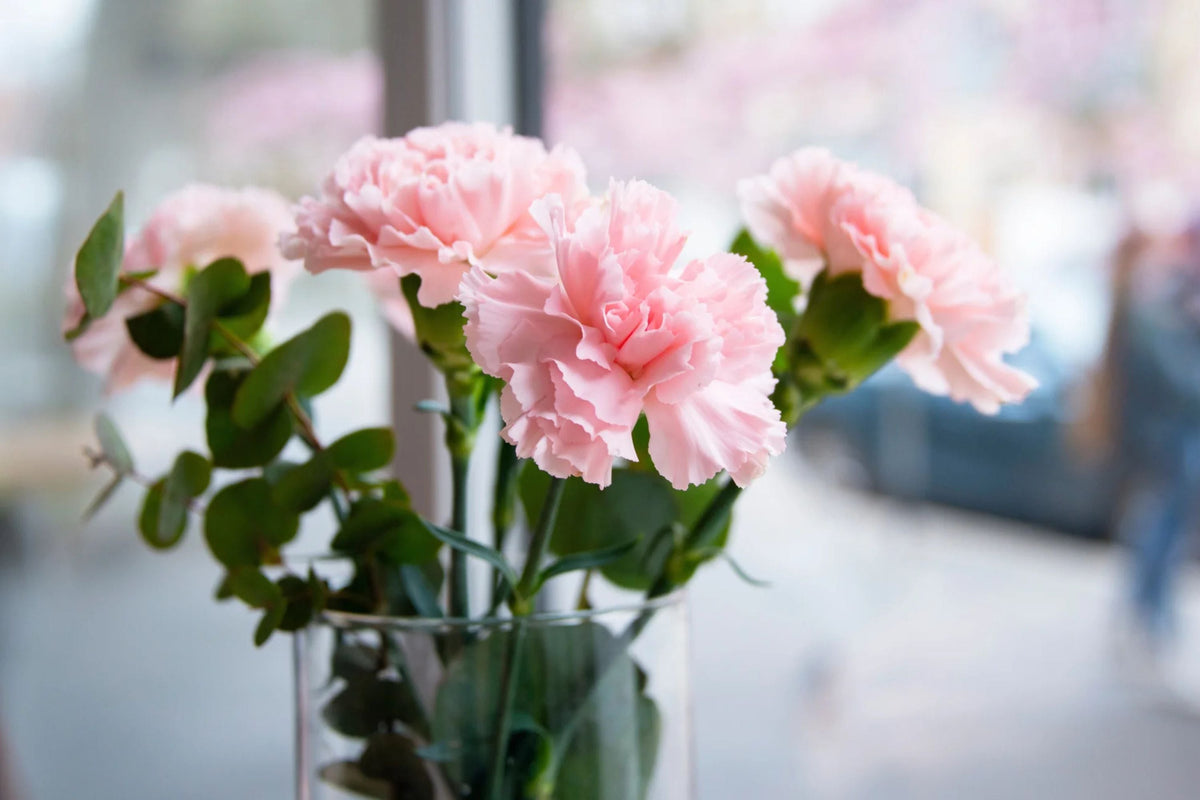 La France Carnation Seeds | Shell Pink Double Blooms | Fragrant Pollinator-Attracting Dianthus Caryophyllus