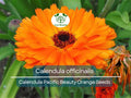 Calendula Seeds Pacific Beauty Orange - Bright Orange Flowers, Pollinator-Friendly, Herb, Annual, Non-GMO, 100 Seeds