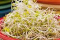 Sprouting Lid Kit with Broccoli Seeds – Non-GMO, Reusable Lids, Indoor Sprouting, Brassica oleracea var. italica