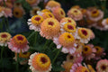 Zinderella Peach Zinnia Seeds - Double Bloom, Heat Tolerant, Butterfly Magnet, Cut Flower Garden, Zinnia elegans, 100+ Seeds