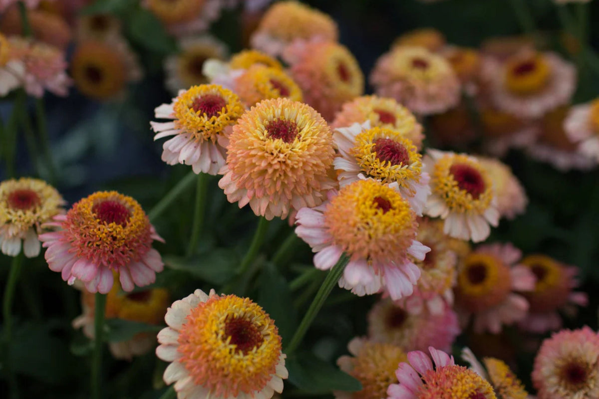 Zinderella Peach Zinnia Seeds - Double Bloom, Heat Tolerant, Butterfly Magnet, Cut Flower Garden, Zinnia elegans, 100+ Seeds