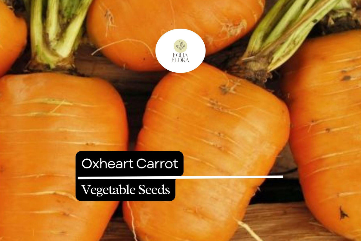 200 Seeds Oxheart Carrot Heirloom Daucus carota Short Thick Roots Sweet Flavor Heavy Soil Tolerant