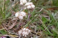 100 Seeds Antennaria neglecta Prairie Pussytoes White Native Groundcover Wildflower for Meadows & Gardens