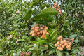 Kohala Longan Fruit Tree Seeds, Tropical Evergreen, Dimocarpus longan, Sweet Fruit Clusters, Home Orchard Planting