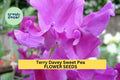 50+ Terry Davey Sweet Pea Seeds – Rich Purple Fragrant Blooms for Garden Planting, Climbing Vines for Trellises & Bouquets – USA