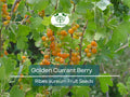 Golden Currant Berry Seeds, Edible Fruit Bush, Ribes aureum, Wildlife Friendly, Easy Grow, USDA Zones 4-8