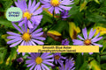 Smooth Blue Aster Seeds – 100 Non-GMO Native Perennial, Pollinator Friendly, Drought Tolerant, Symphyotrichum laeve