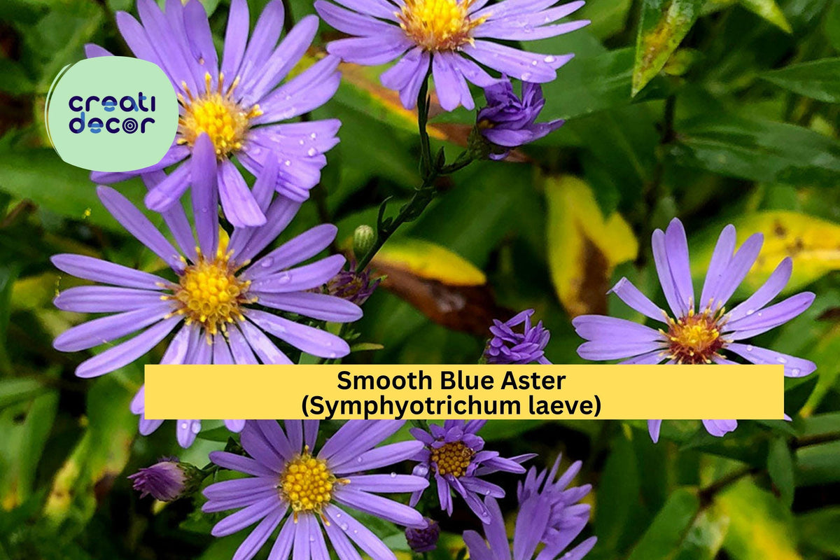Smooth Blue Aster Seeds – 100 Non-GMO Native Perennial, Pollinator Friendly, Drought Tolerant, Symphyotrichum laeve