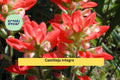 Castilleja integra Seeds – 300 Native Wildflower, Drought Tolerant, Pollinator Plant, Wholeleaf Indian Paintbrush