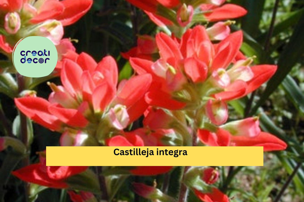 Castilleja integra Seeds – 300 Native Wildflower, Drought Tolerant, Pollinator Plant, Wholeleaf Indian Paintbrush