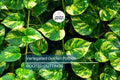 Giant Variegated Golden Pothos Cutting – 3 Node Climbing Epipremnum aureum Indoor/Outdoor Plant