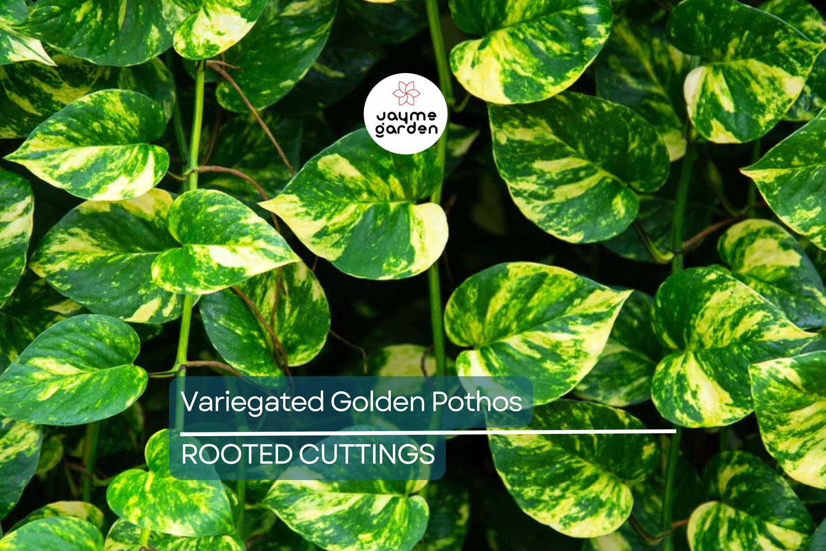 Giant Variegated Golden Pothos Cutting – 3 Node Climbing Epipremnum aureum Indoor/Outdoor Plant