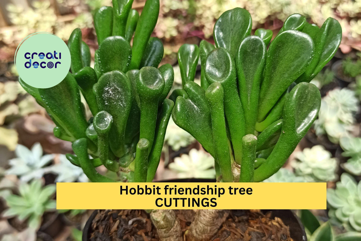 Unrooted Hobbit Jade Plant Cuttings – Crassula ovata ‘Hobbit’ Succulent with Curled Leaves for Pots, Indoor or Outdoor Gardening