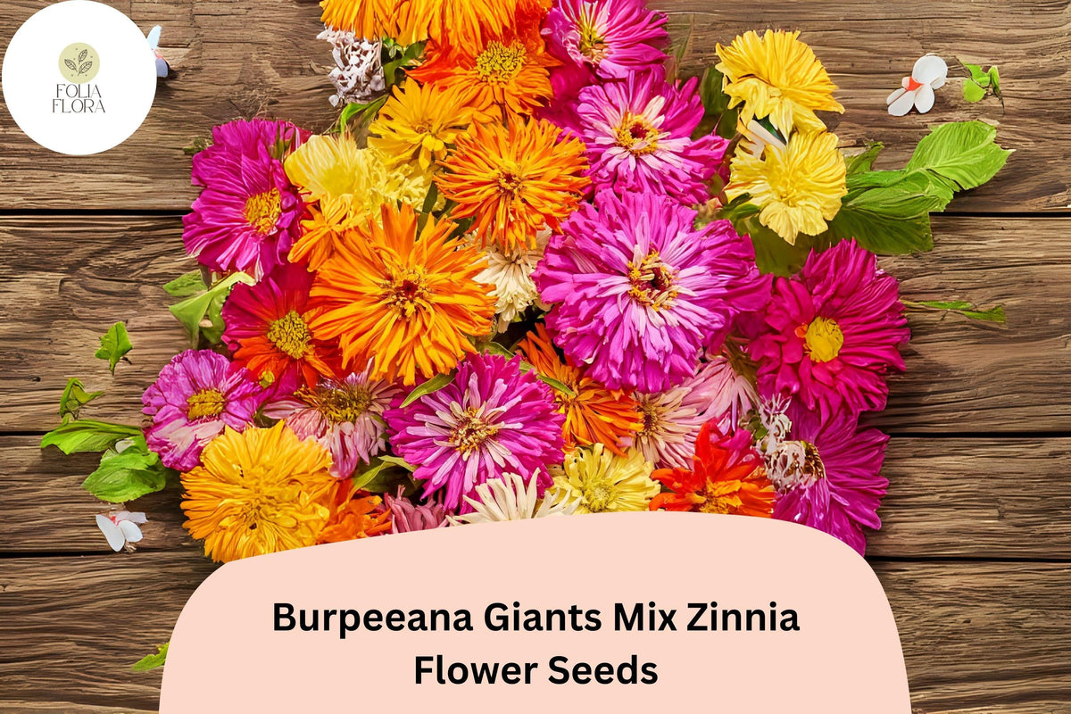 Burpeeana Giants Mix Zinnia Seeds – Tall Heirloom Annuals for Cutting Gardens & Summer Blooms – Zinnia elegans