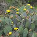 Prickly Pear Cactus Cutting Opuntia Live Unrooted Succulent with Colorful Blooms Drought Tolerant for Garden, Container, Xeriscape