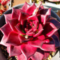 Echeveria Agavoides v. Romeo Rubin | Rare Red Succulent 2.5” Bare Root | Easy-Care Indoor Plant